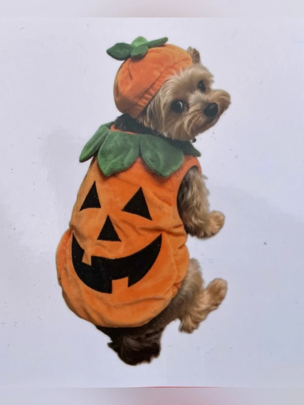 Jack O' Lantern Lane Pumpkin Dog & Cat Costume. This two-piece, plush jack-o'-la